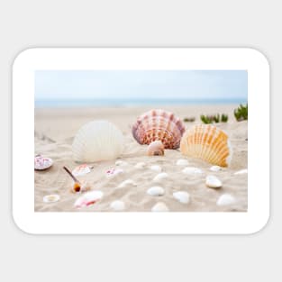 Beach Shells Sticker